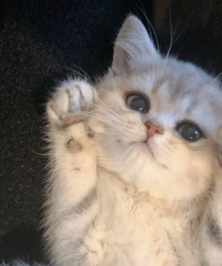 اميره عبدالرحمن