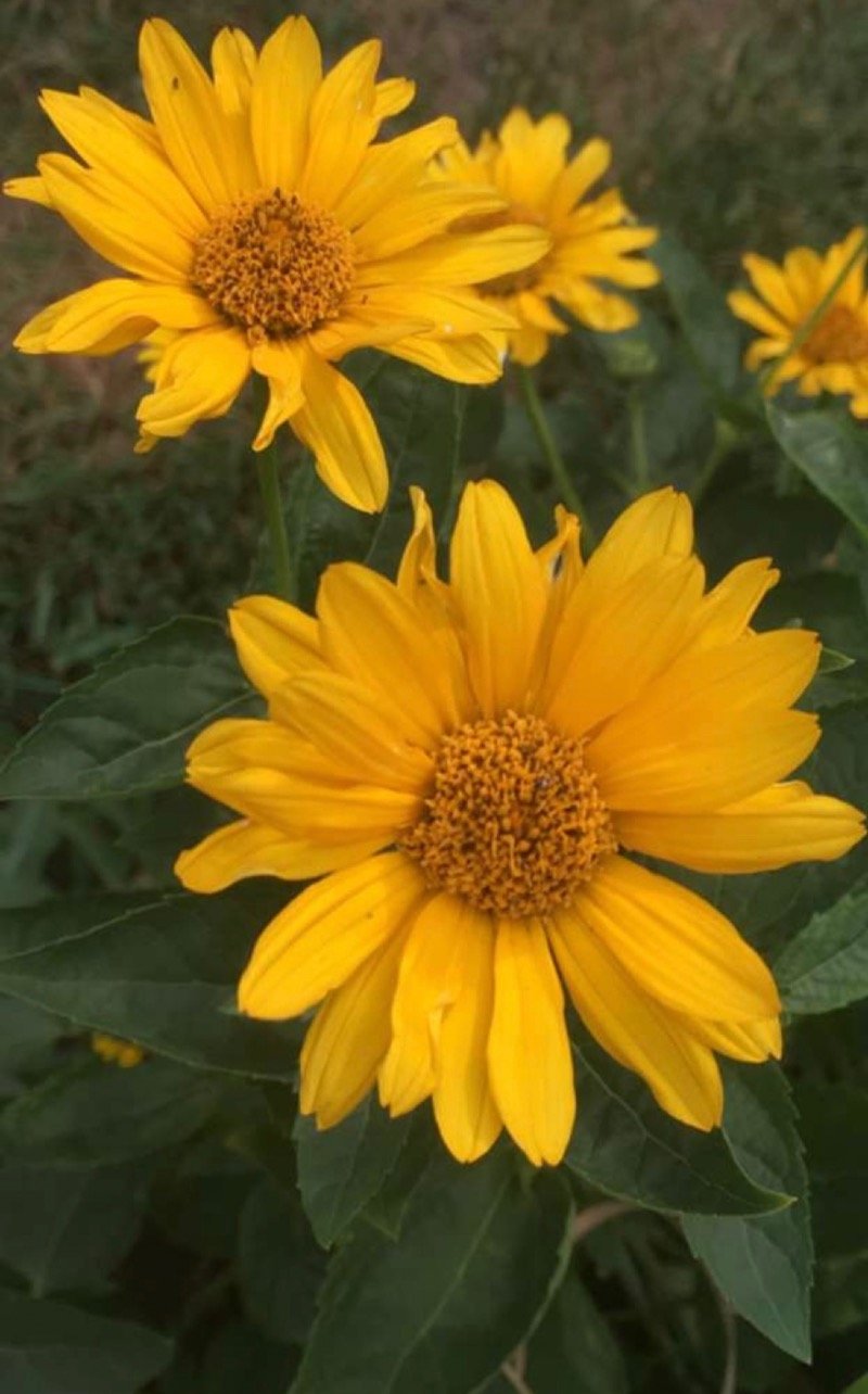 بشاير غندوره