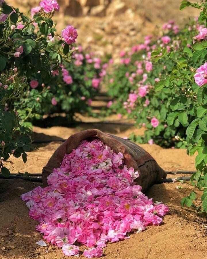 نيرة الحربي