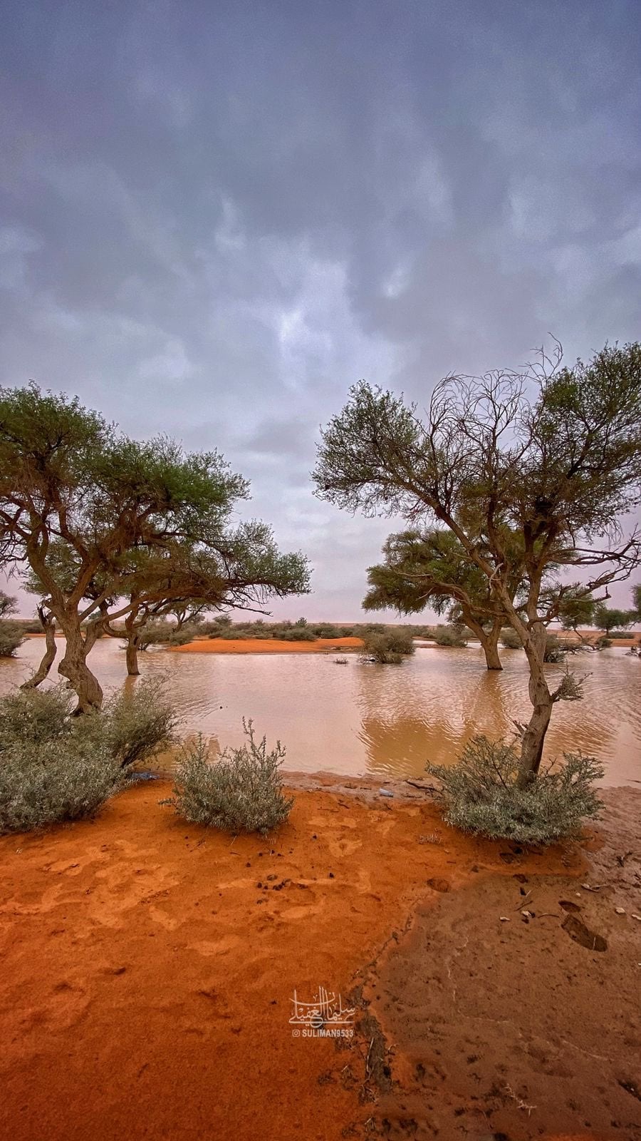 بسام العبود