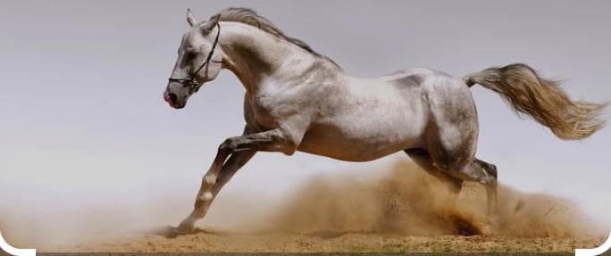 احمد الحربي