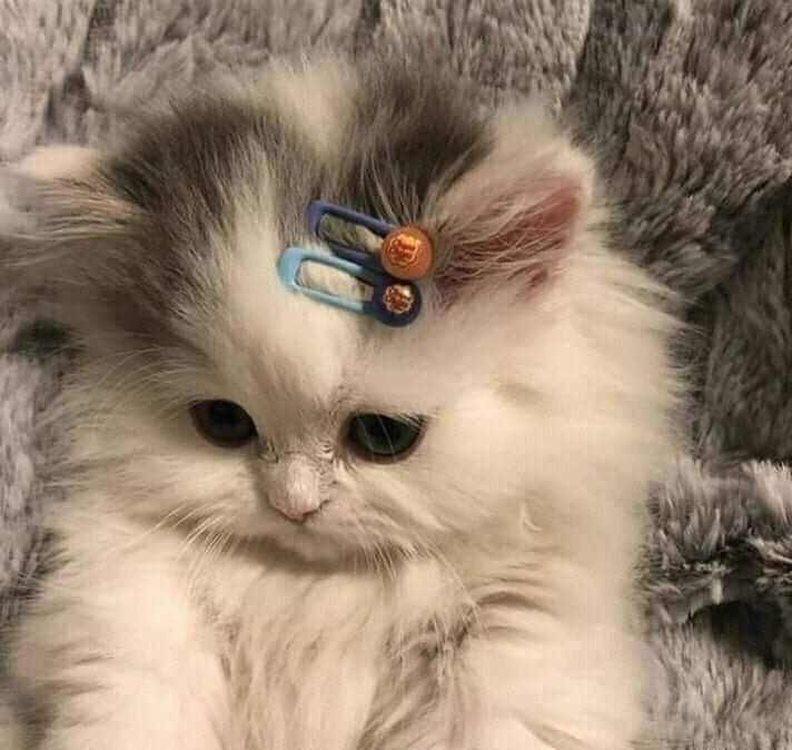 منيرة المري