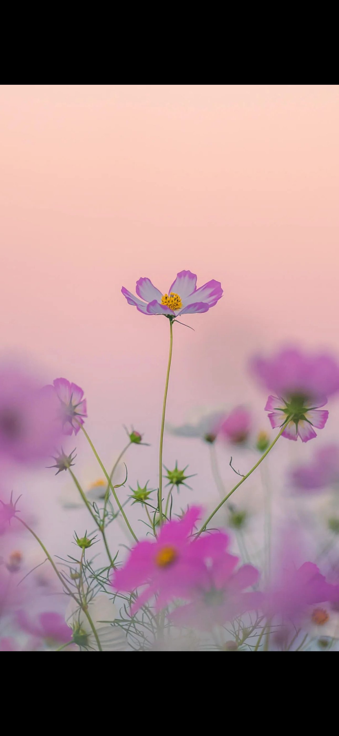 امنه المالكي