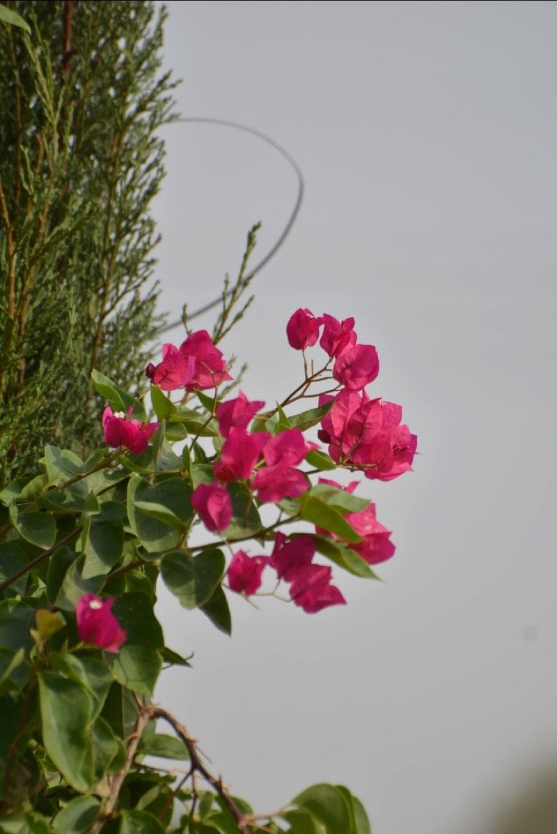 نواف المهنا