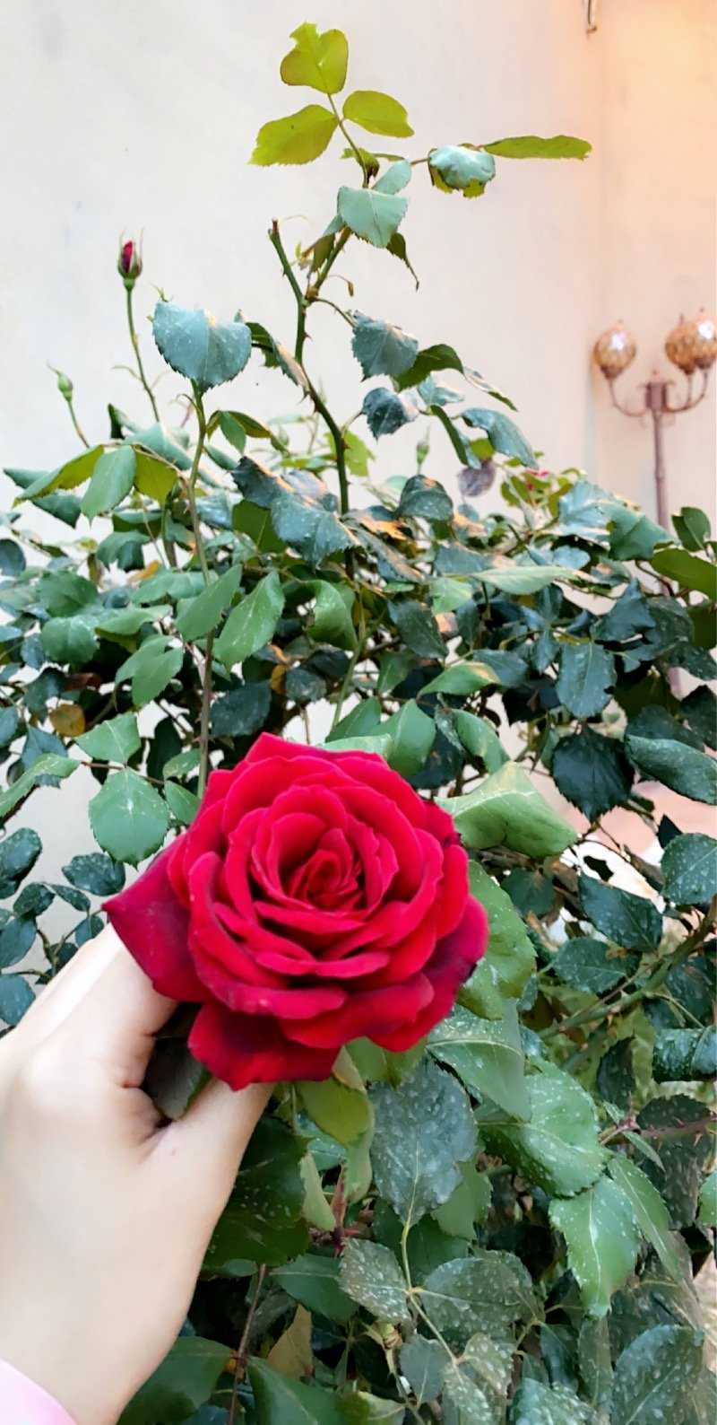 مستوره الزهراني