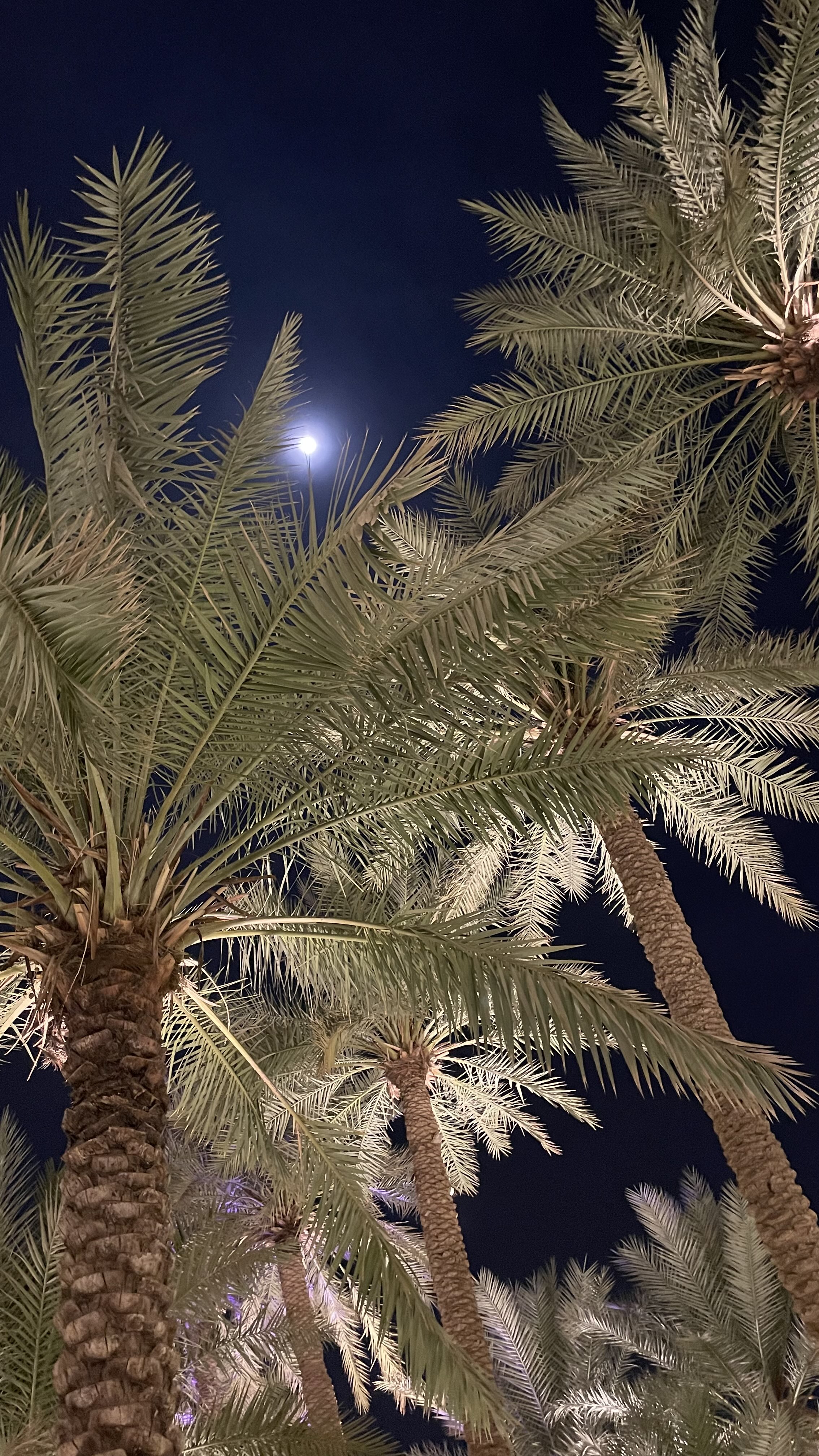 رندا ا