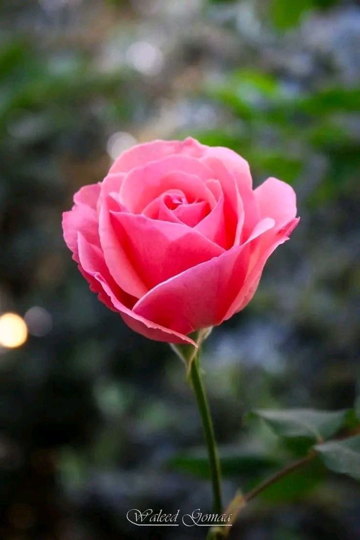 طلوع العرياني