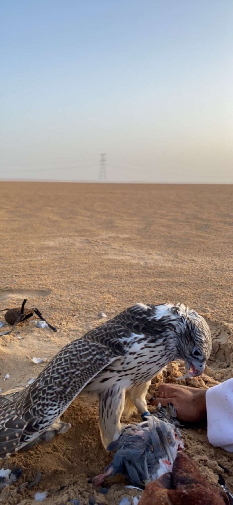 شاهين الكواري
