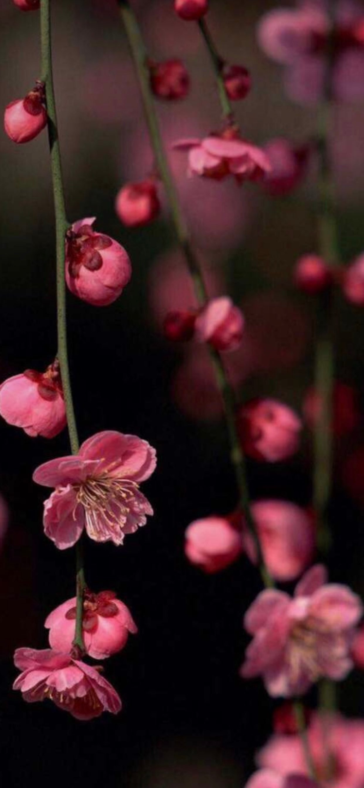 نها الردادي