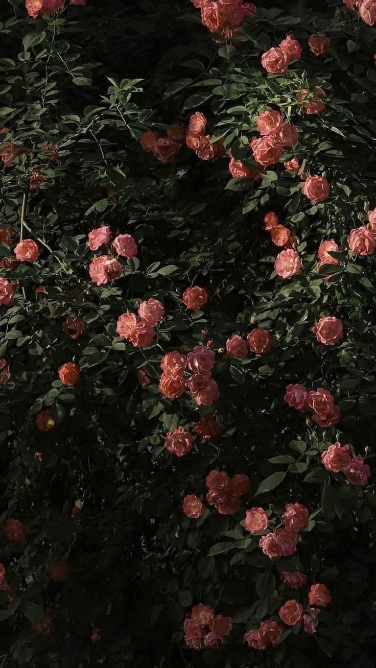 موضي الحربي