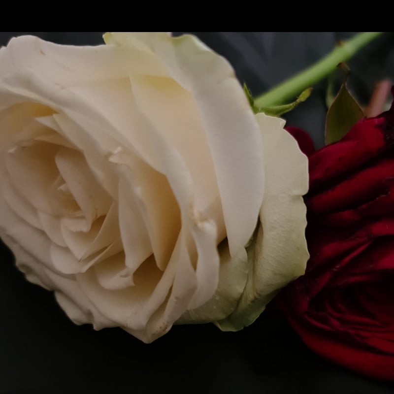 العنود الصيعري