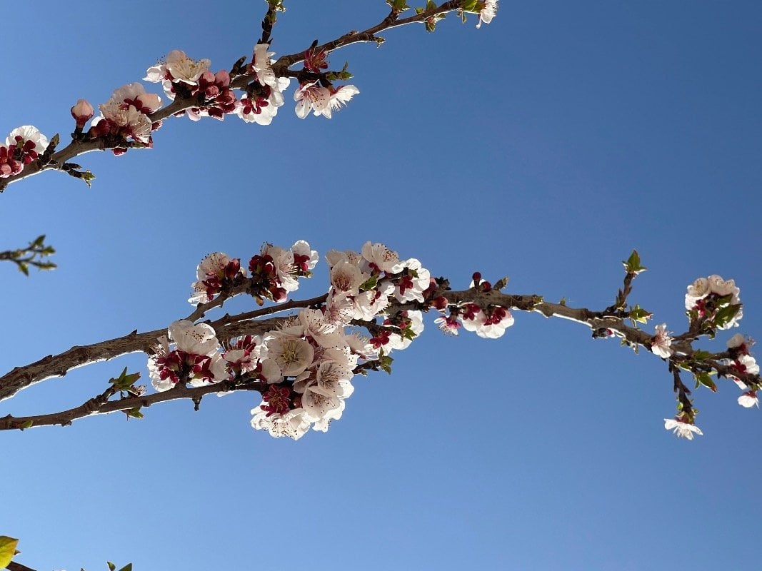 زهور العكري