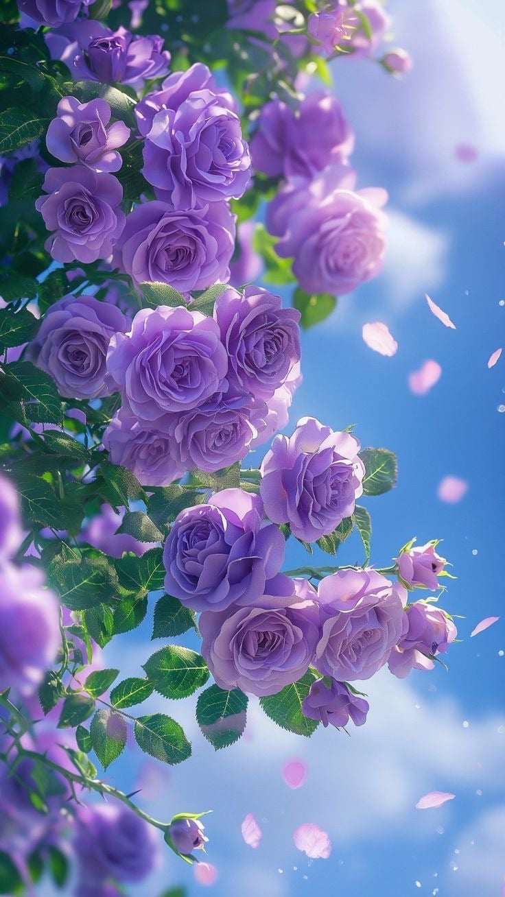 شريفة الشهري