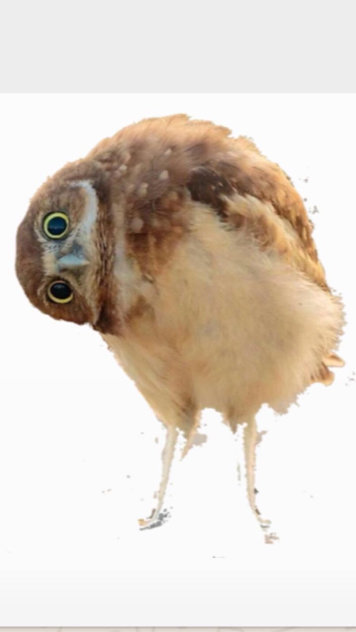 عمر السبكي