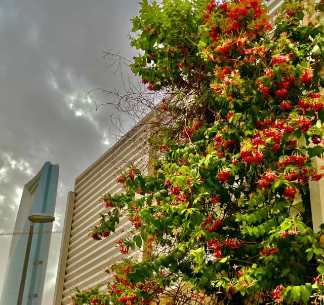 بندر العلي .