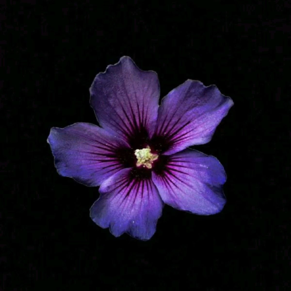 مسفرة اليامي