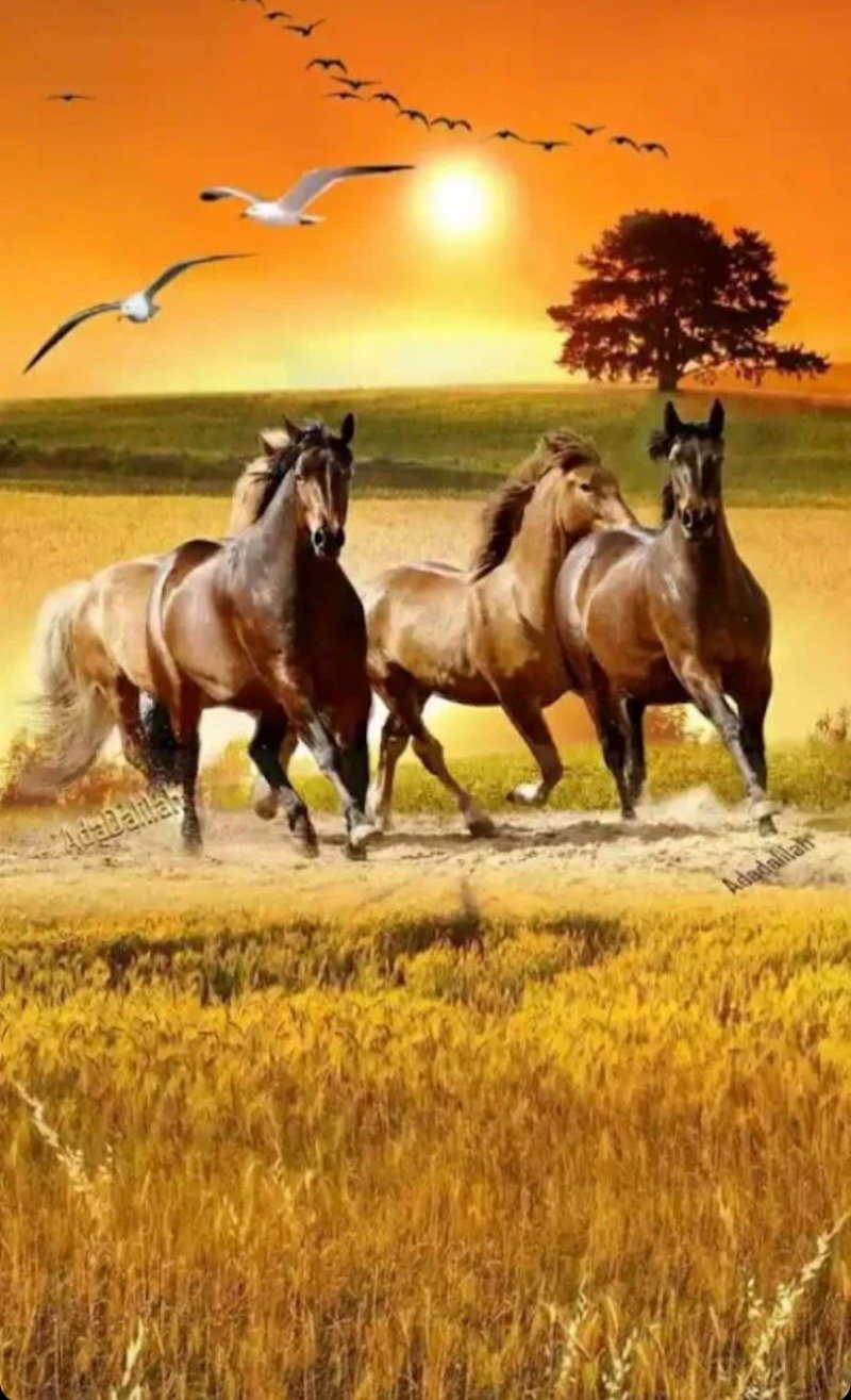 تركي العتيبي