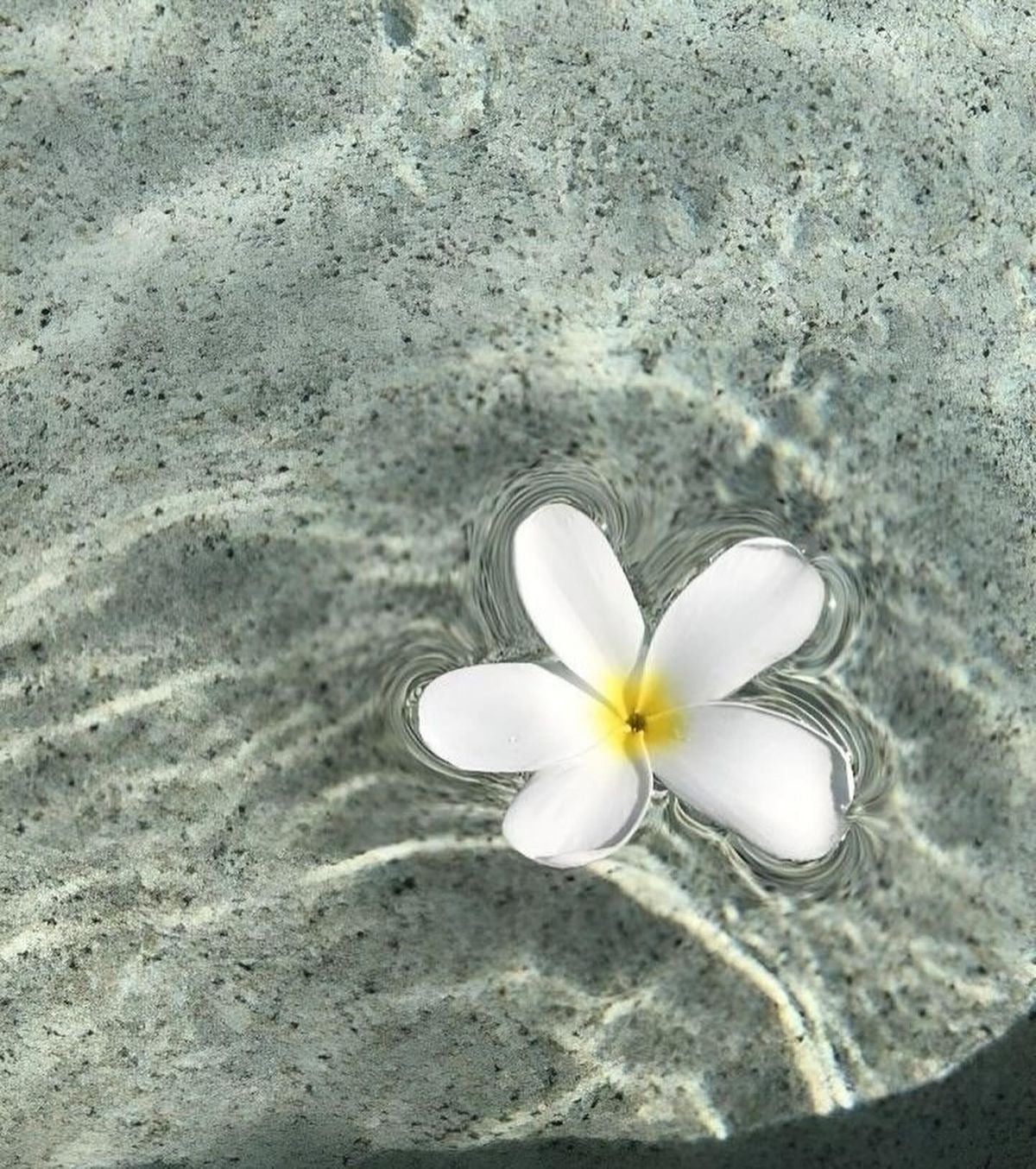 فيّ العنزي