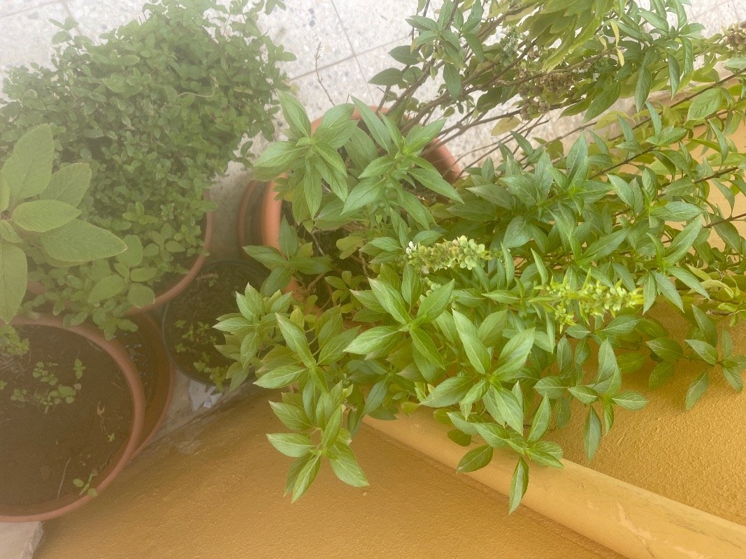 محمد العسيري