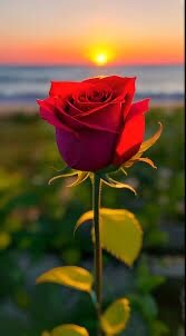 محمد الماجد