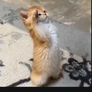 عمر المرحبي