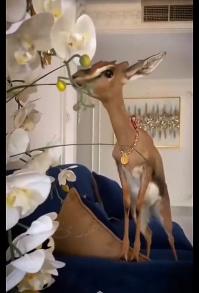 حمده السرحاني