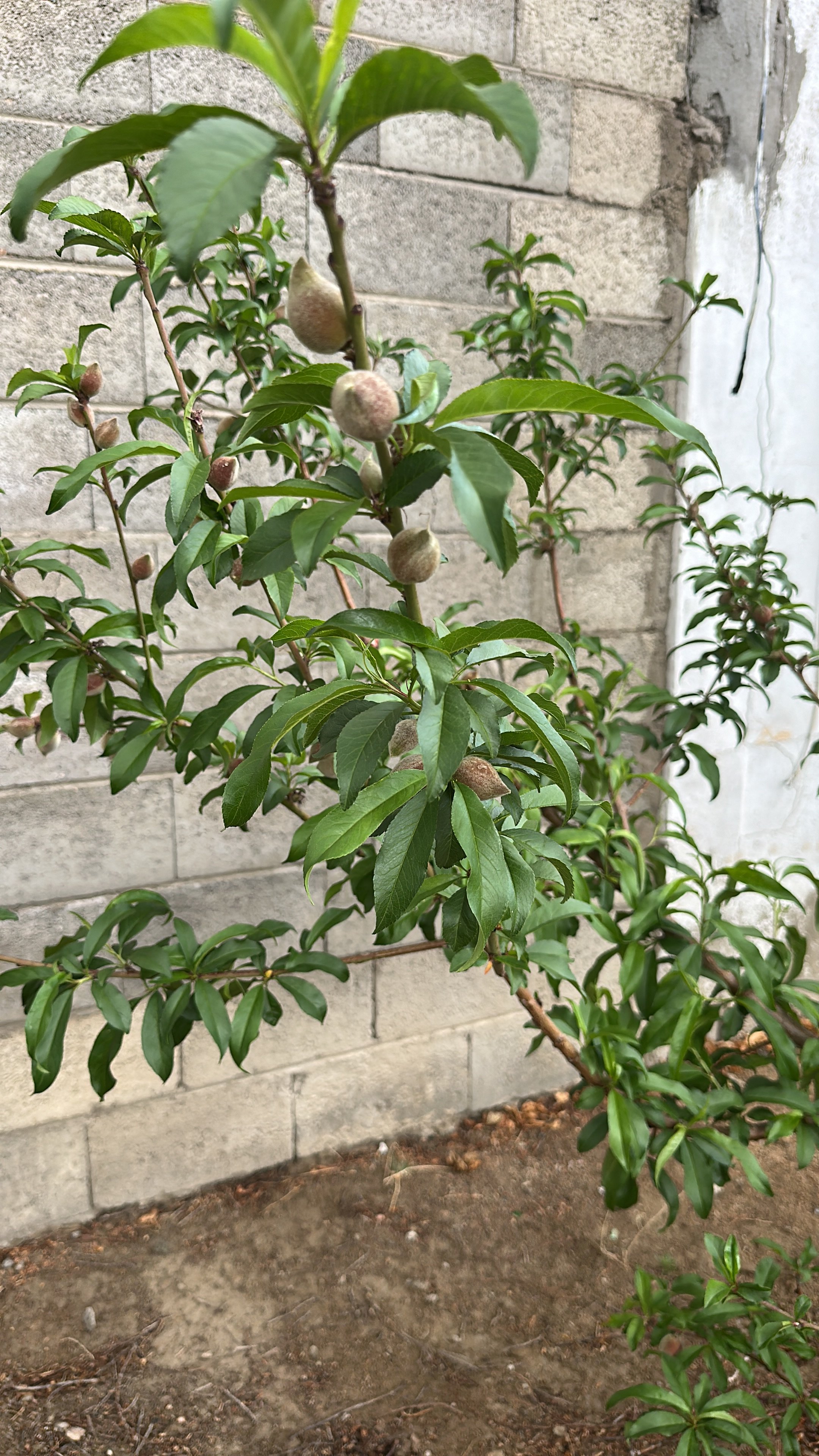 سالم حسن بن شربه