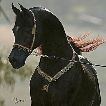 ابراهيم بن كريديس