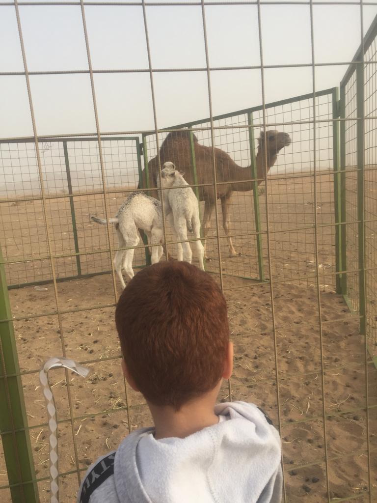 مخلد العتيبي