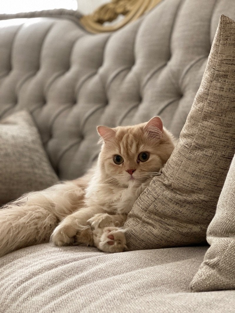 هنادي عبدالله