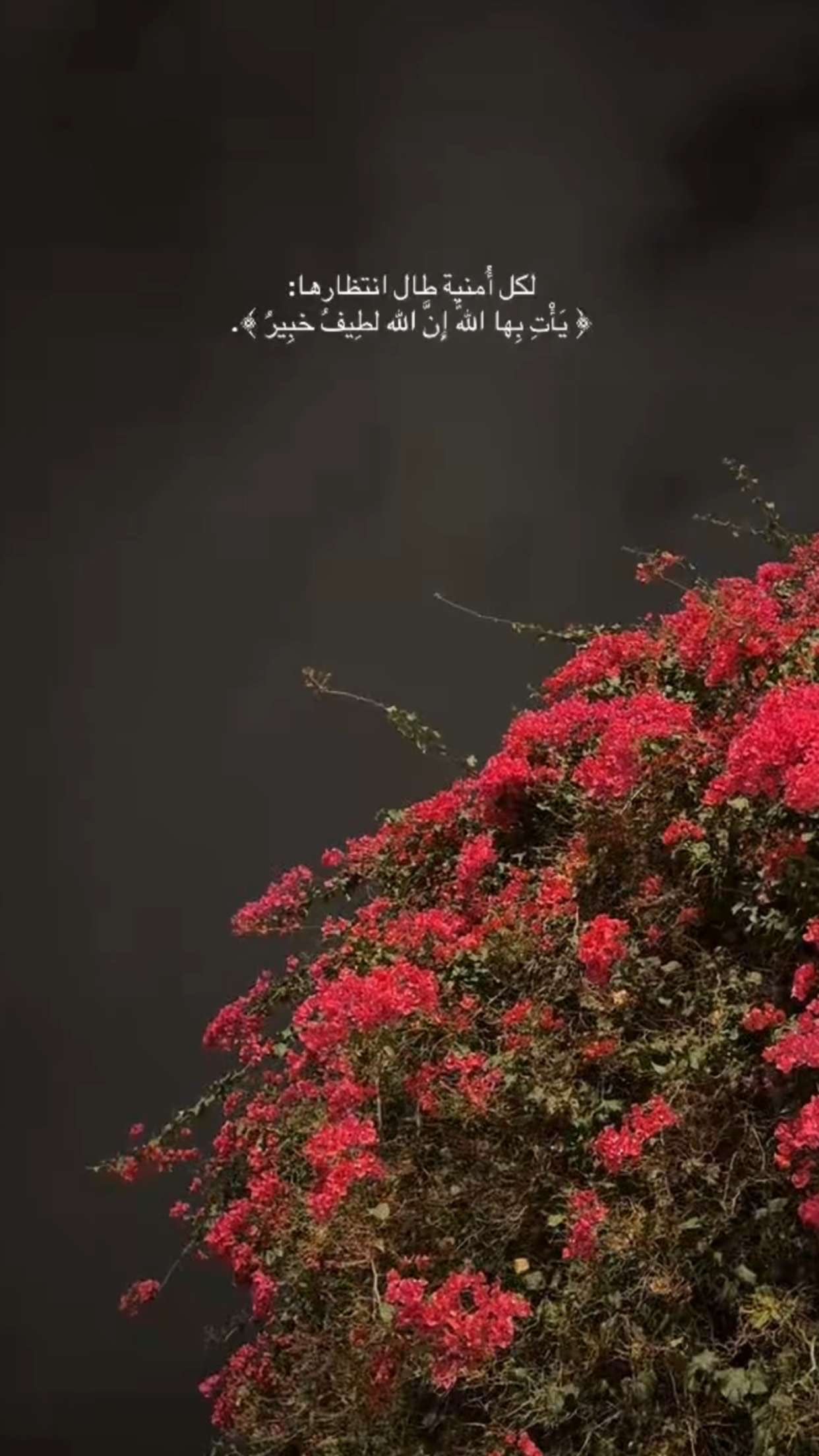 فاطمه 