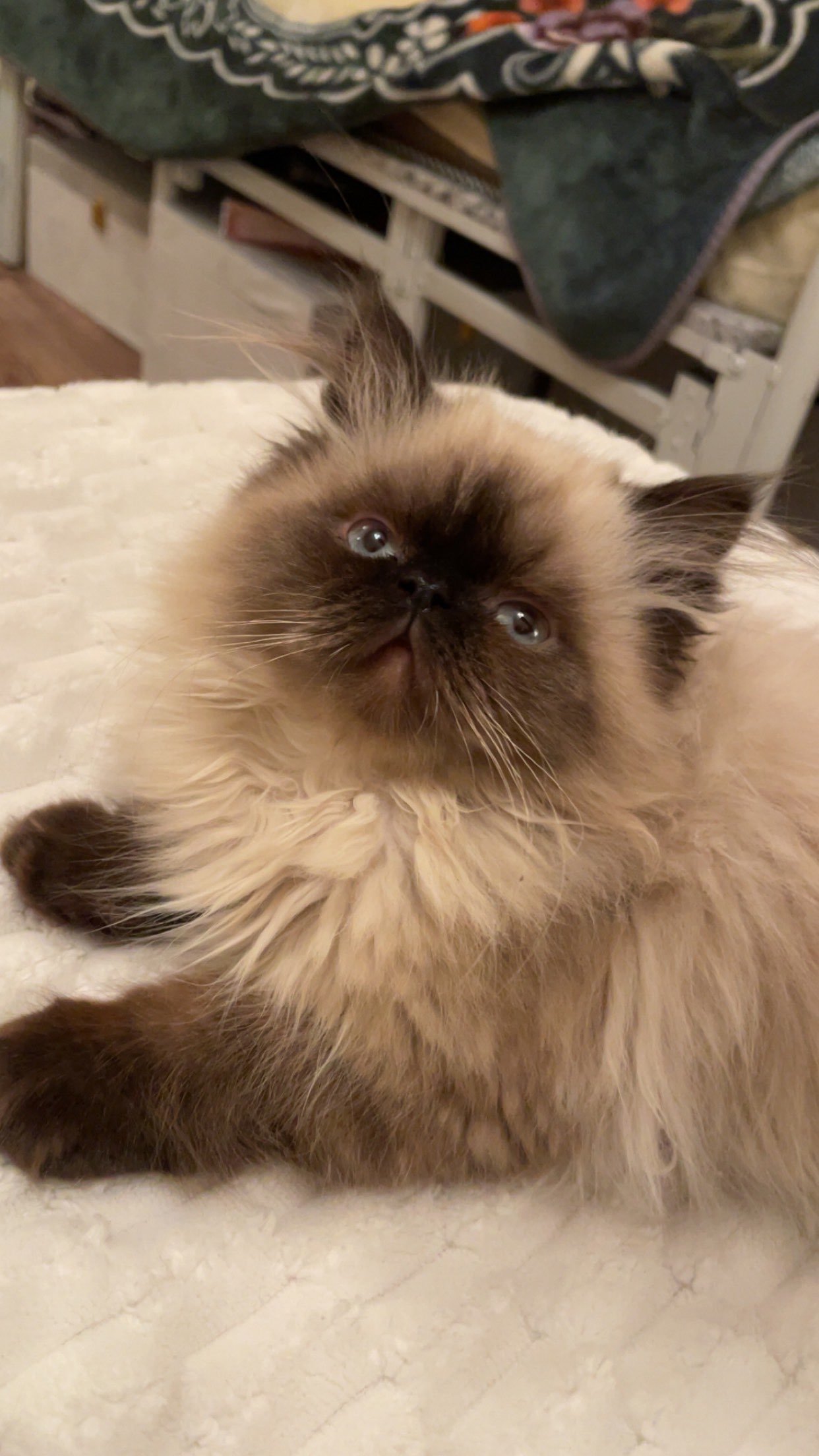 هاجر العفاري