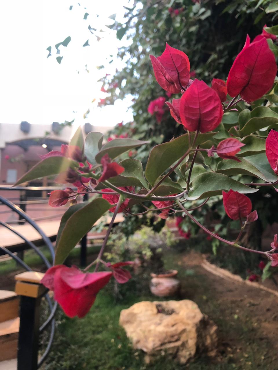 ام باسل الحربي