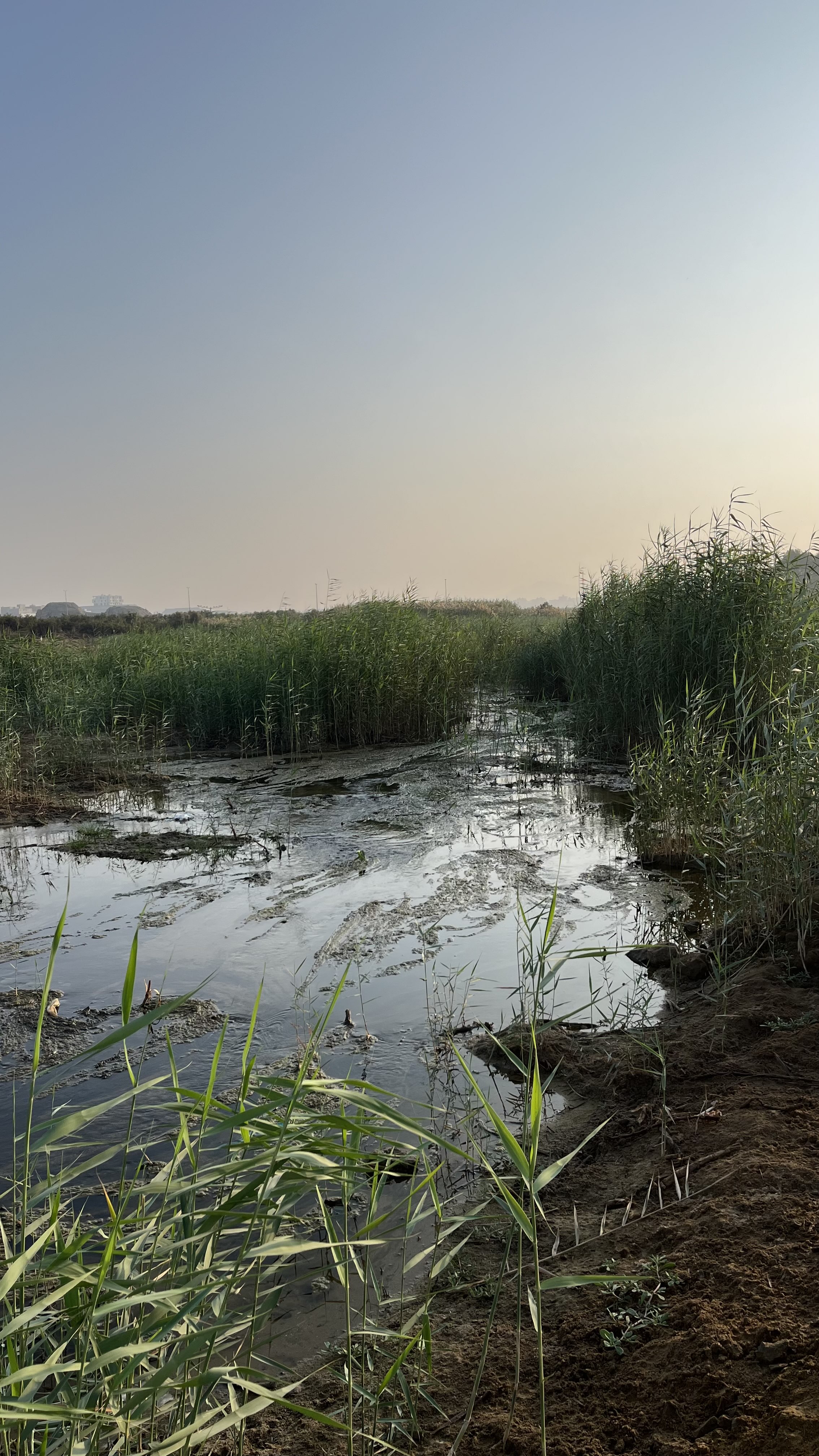 اياد الحربي