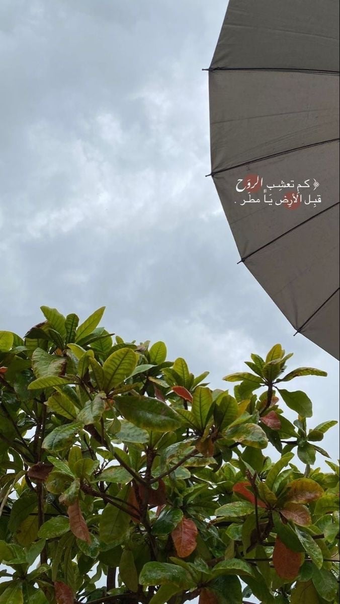 منار عبدالرحمن العتيبي