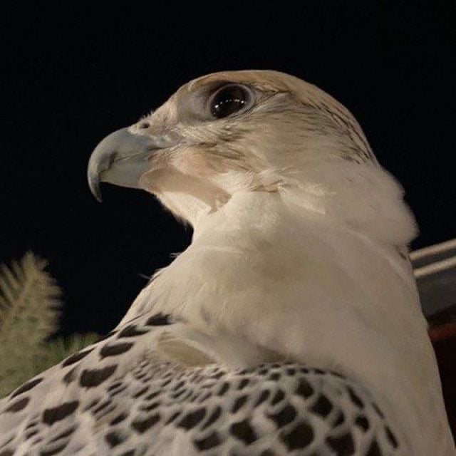 زياد الناشري