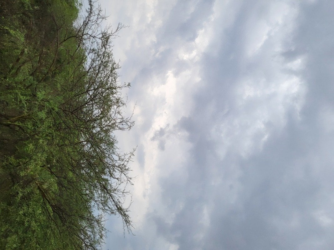 فواز 