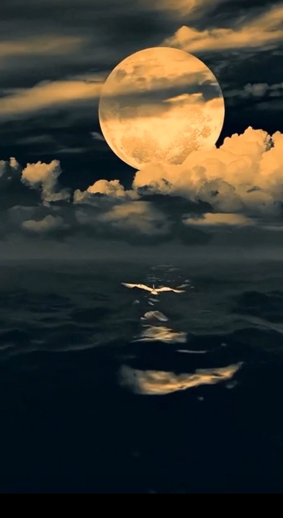 احمد الشريف