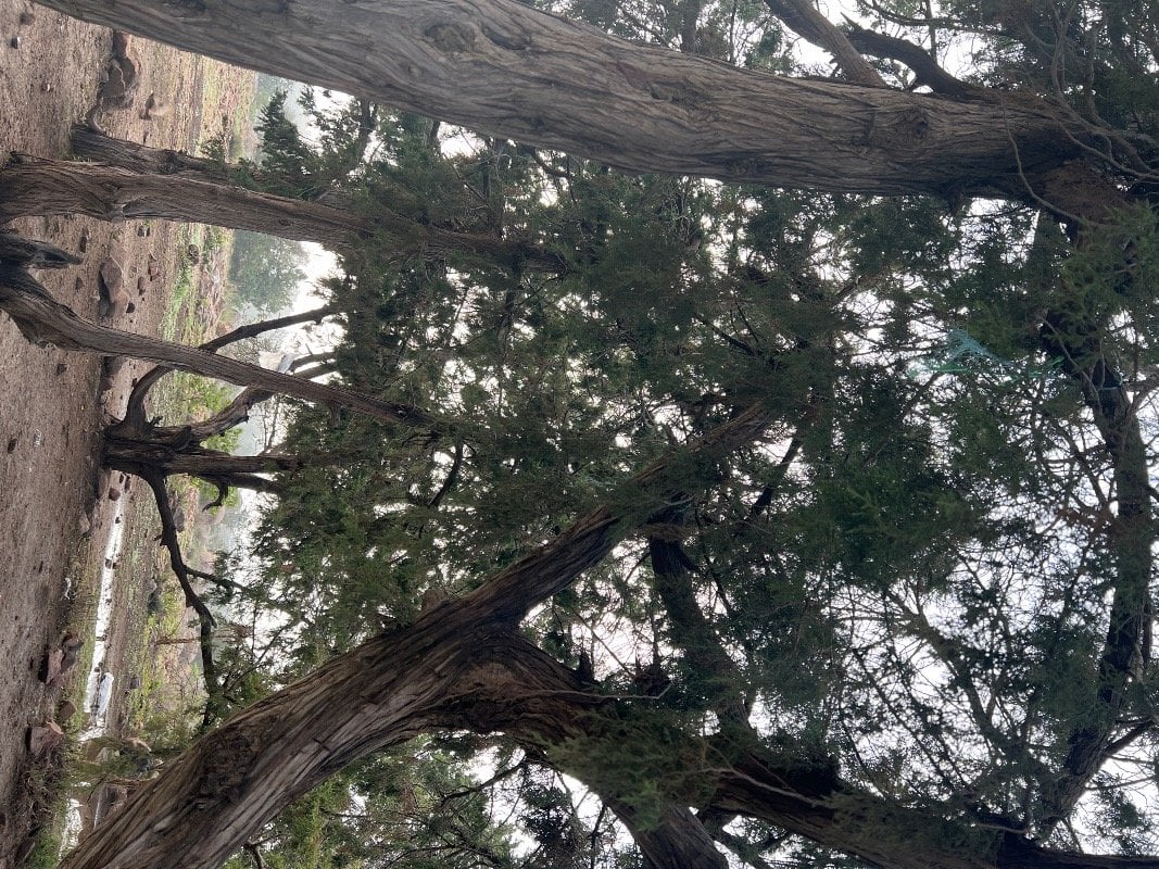 تركي القحطاني