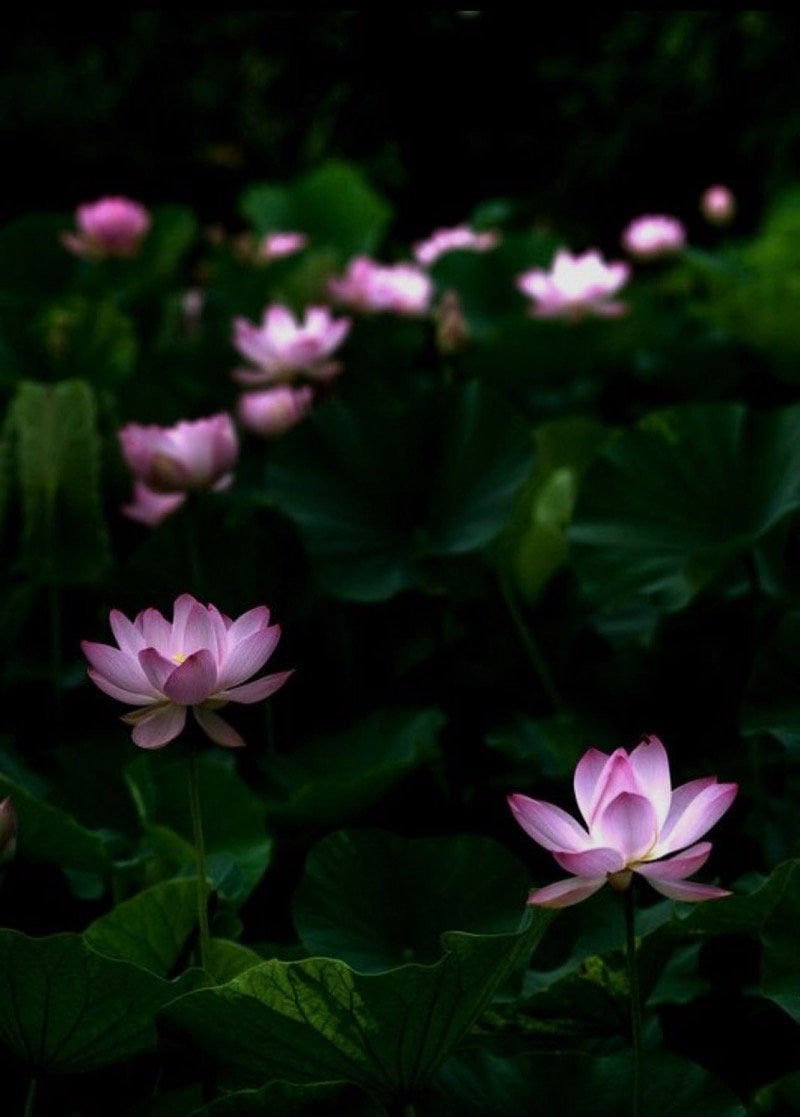 ترفا الفهاد