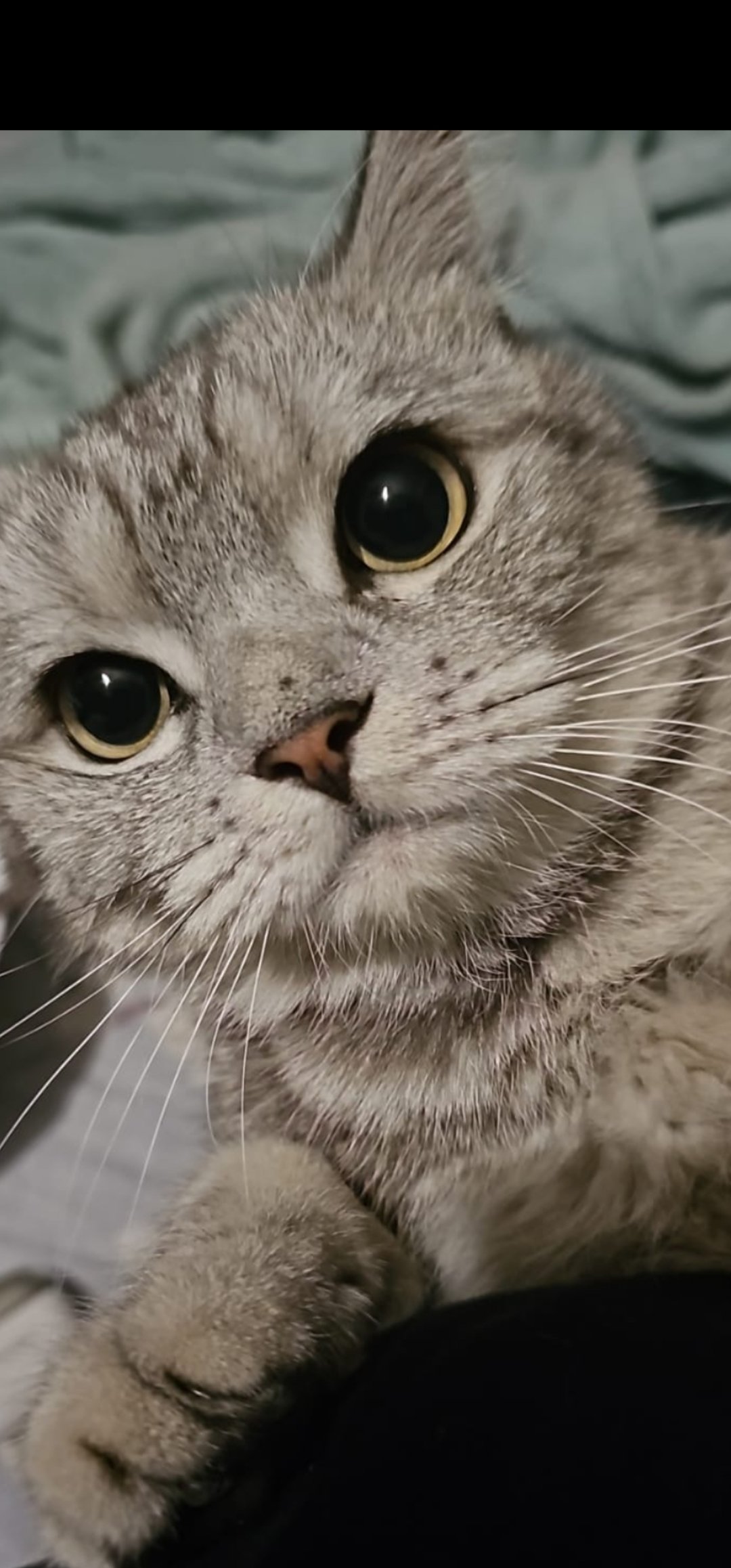 افنان الزهراني