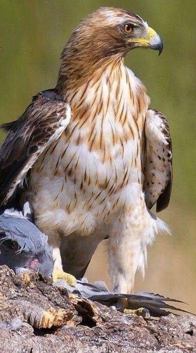 عادل الصاعدي