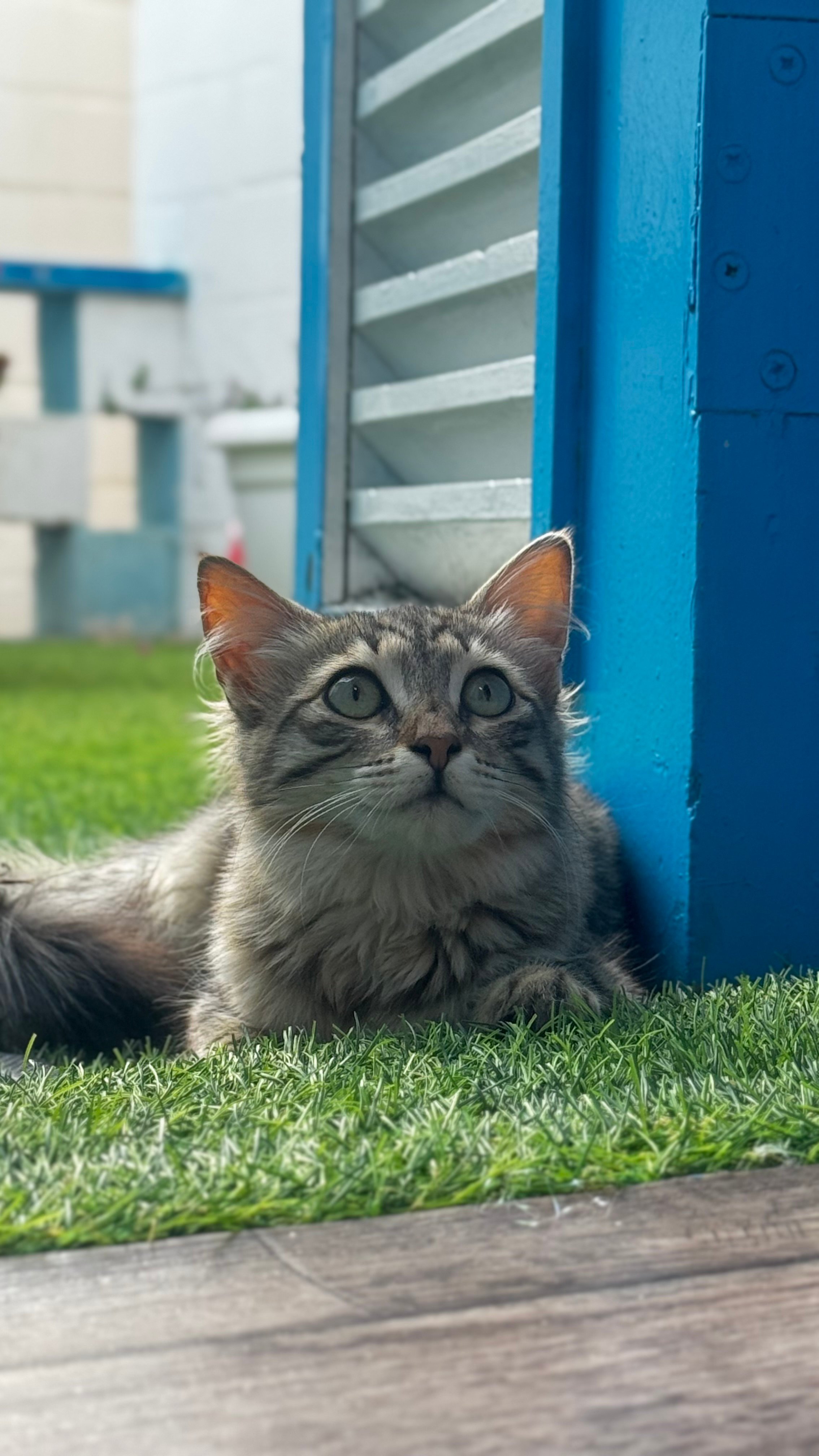 غدي آل شبلان