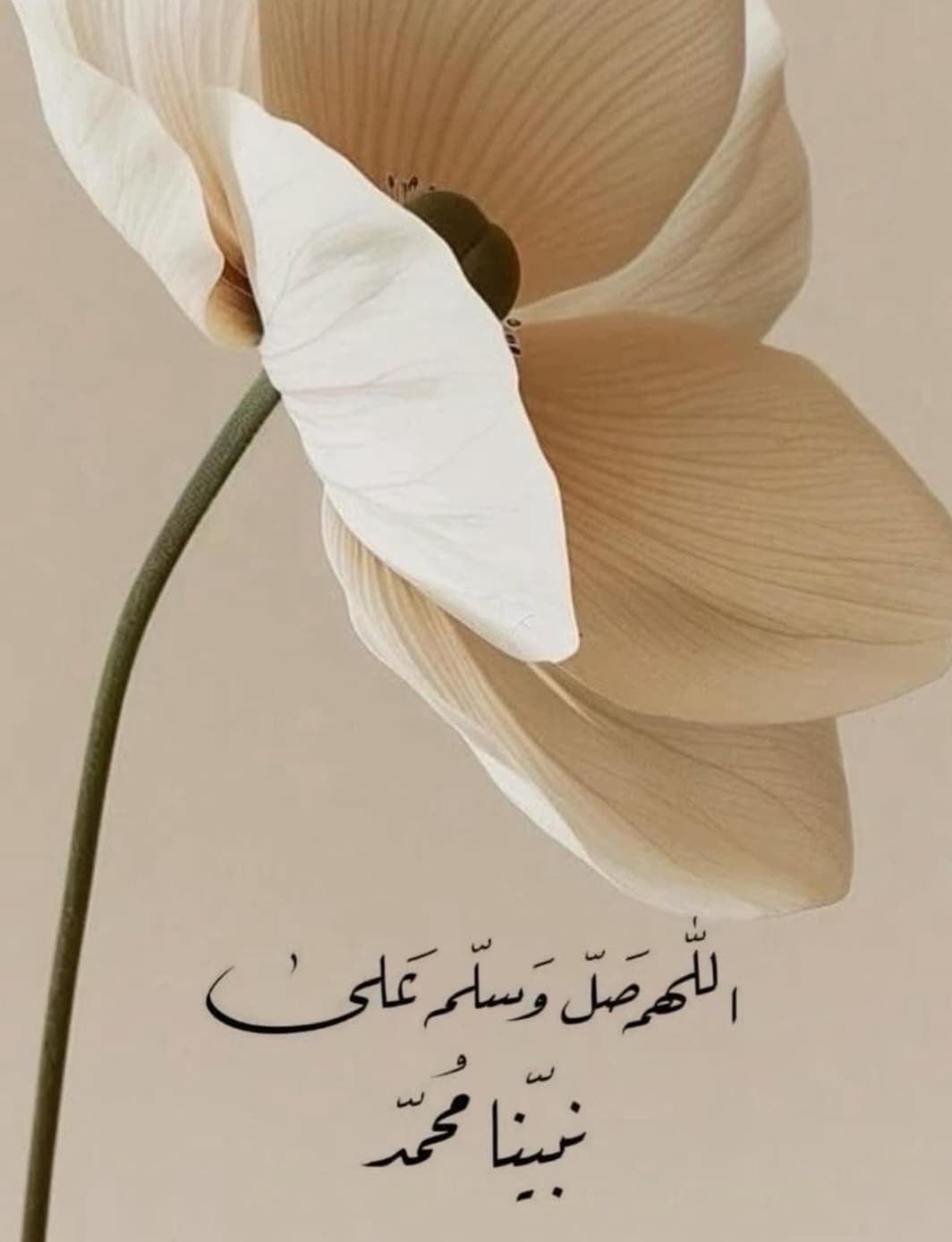 نورة ابراهيم الطليان