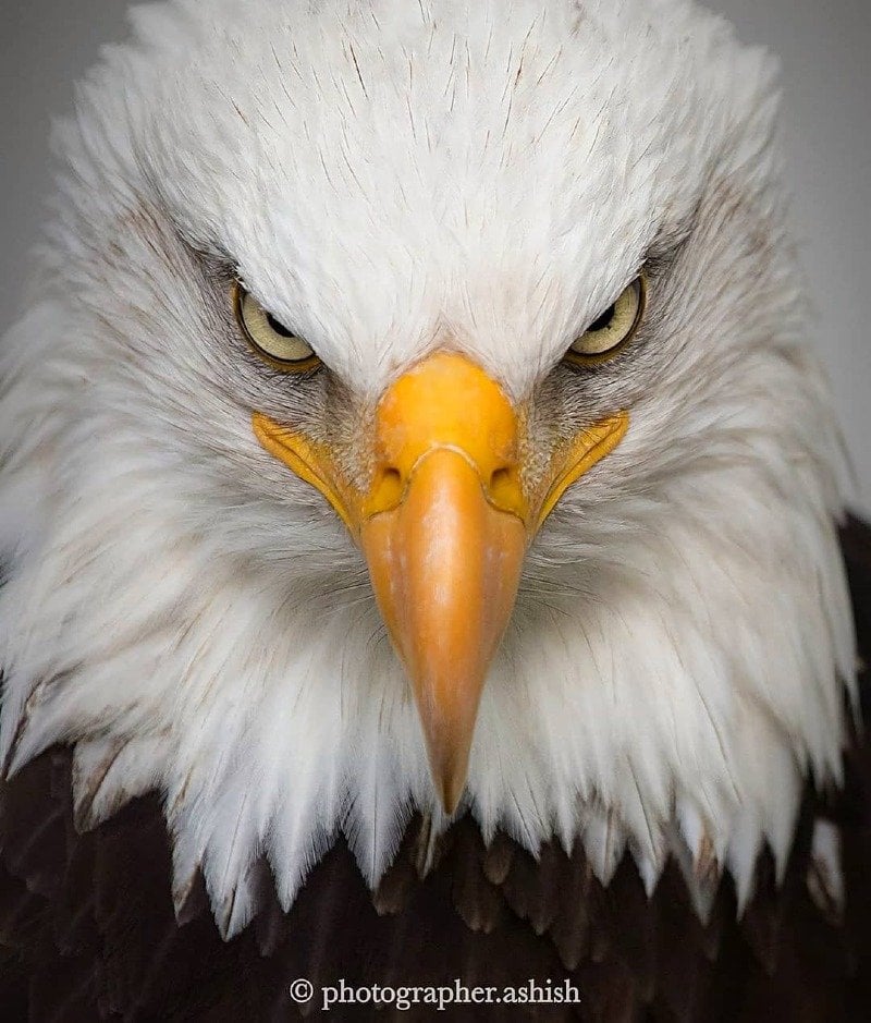 احمد الحبيب