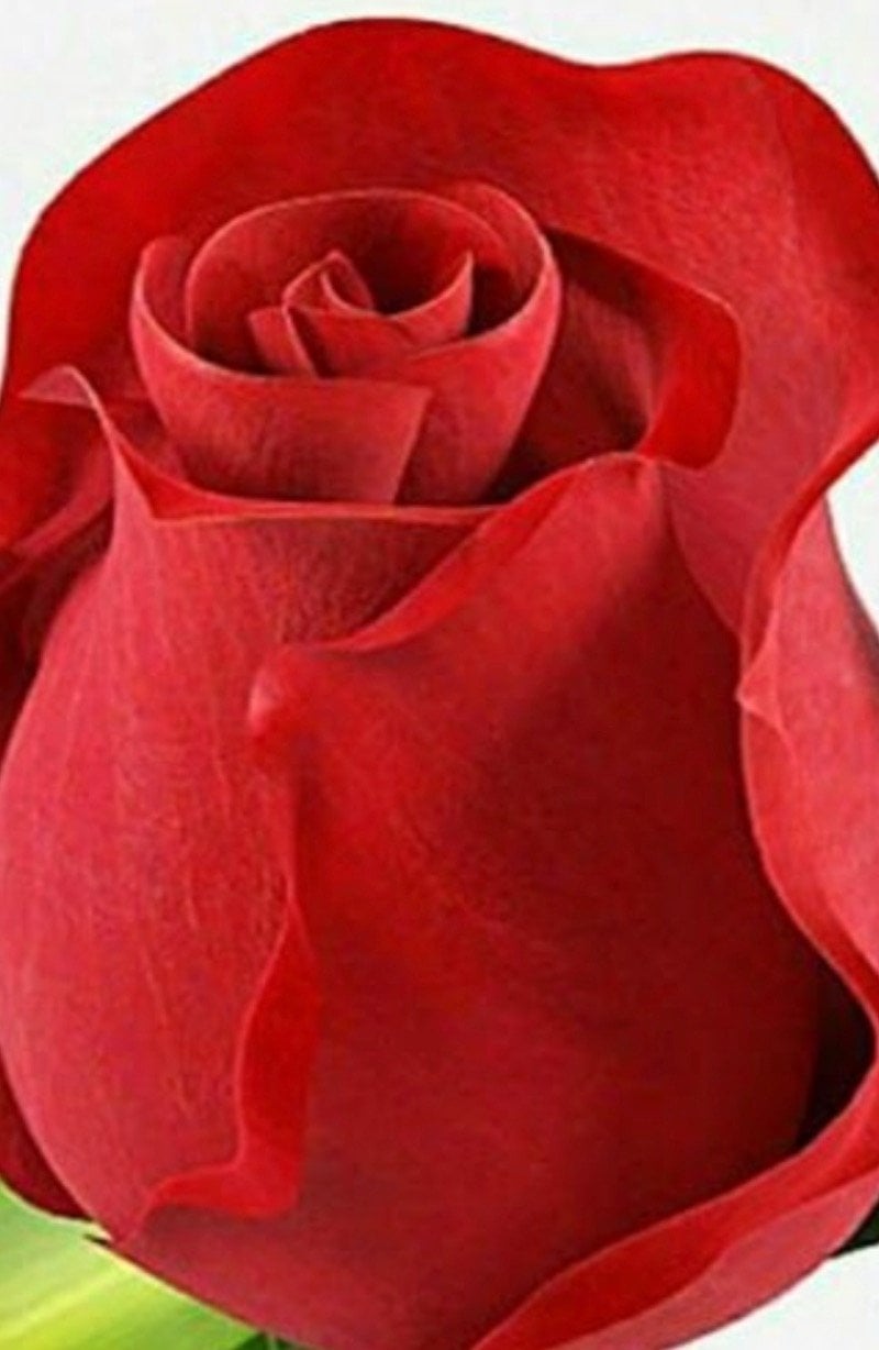 ام عبدالله العتيبي