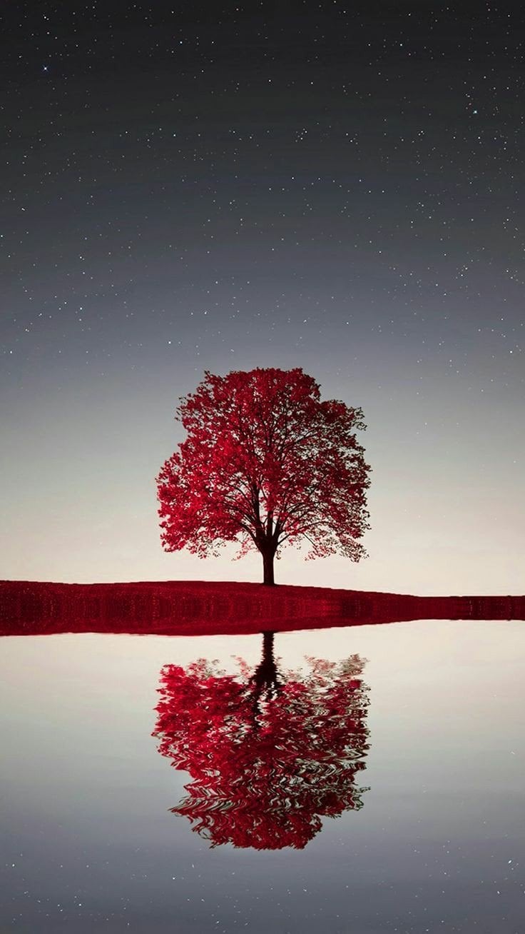 الهنوف صالح