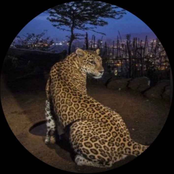 هنوفه السبيعي🫡