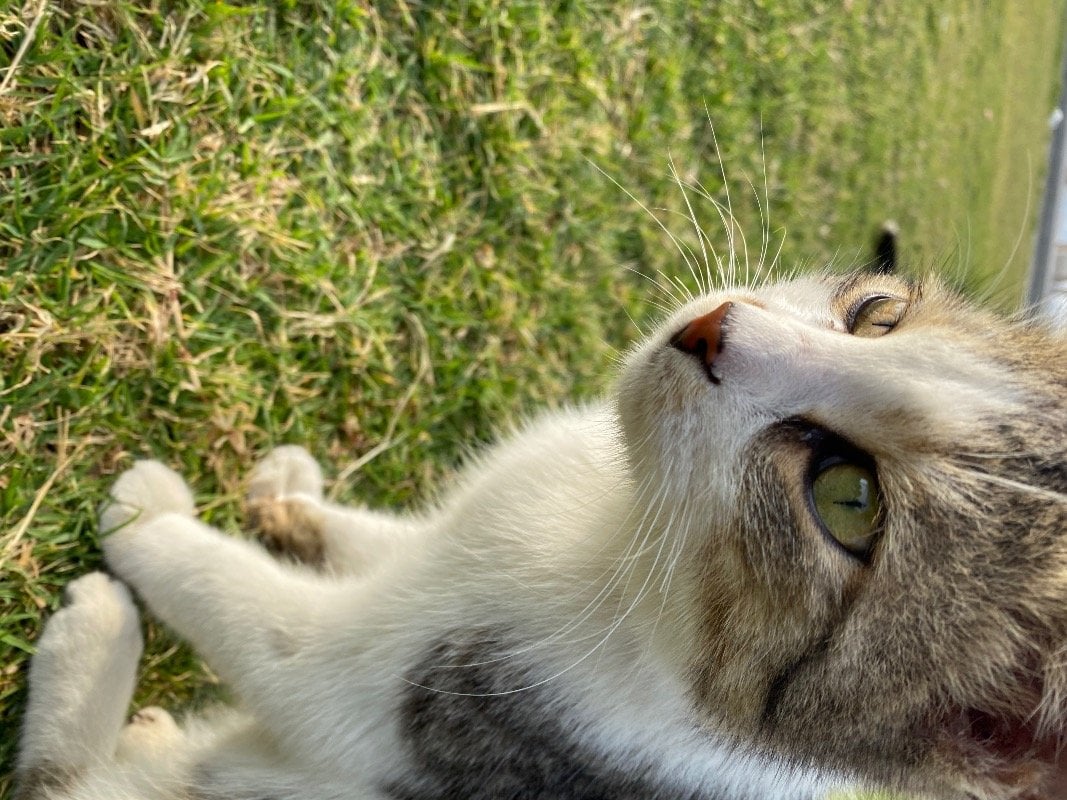 عبدالمهيمن A