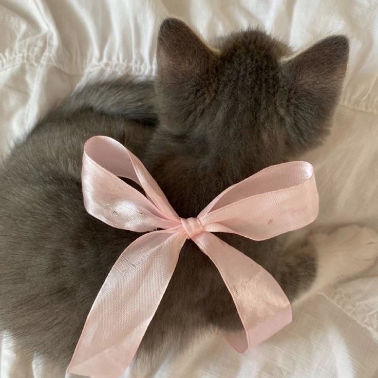 دانه الشمري